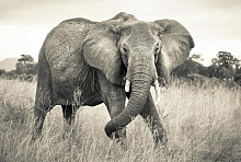 Фотообои слон Komar XXL4-529